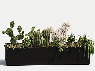 Varied Cacti and Succulent Potted Plants in Black Rectangular Planter with Green Foliage 3d model
