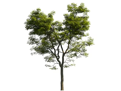 Lush Green Tree With Dense Foliage And Strong Trunk In White Background 3d model