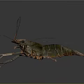Detailed Realistic Green Brown Shrimp With Long Antennae In Dynamic Pose