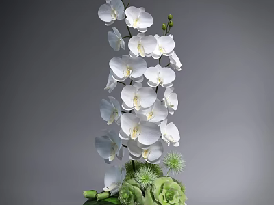 Stunning Blooming White Orchids And Green Plants Arrangement Against Gray Background 3d model