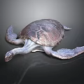 Detailed View Of Sea Turtle Organs Shell Flippers And Head Structure