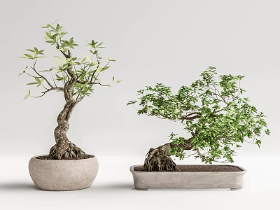 Bonsai Trees With Curved Trunks Exposed Roots Lush Leaves In Round And Rectangular Light Pots 3d model