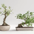 Bonsai Trees With Curved Trunks Exposed Roots Lush Leaves In Round And Rectangular Light Pots 3d model