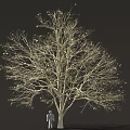 Tall Tree With Sparse Leaves And Human Figure Standing Under Trunk Against Dark Background