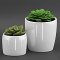 Indoor Bonsai Potted Plants With White Ceramic Pots Succulents And Cacti
