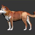 Orange And White Shiba Inu Dog Standing With Tongue Out On Black Background