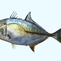 Aquatic Animal Fish With Blue Silver Gold Shiny Scales And Big Eyes