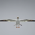 Flying Seagull with Wings Spread Yellow Beak and Orange Feet Against Gray Background