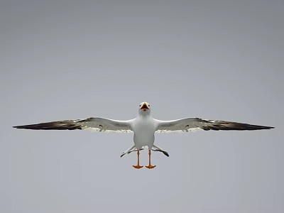 Flying Seagull with Wings Spread Yellow Beak and Orange Feet Against Gray Background 3d model