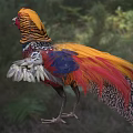 Vibrant Flying Pheasant With Colorful Feathers Standing In Natural Outdoor Habitat