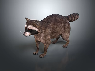 Realistic Brown Raccoon With Striped Tail Standing On Smooth Gray Surface 3d model