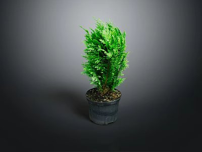 Fresh Green Potted Plant in Gray Pot with Lush Foliage on Gray Background 3d model