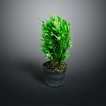 Fresh Green Potted Plant in Gray Pot with Lush Foliage on Gray Background