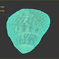 Textured Yellow Brown Seashell From Marine Animal With Natural Pattern