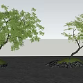 Trees with Curved Trunks Growing on Small Mounds with Grass Stones and Water Surface