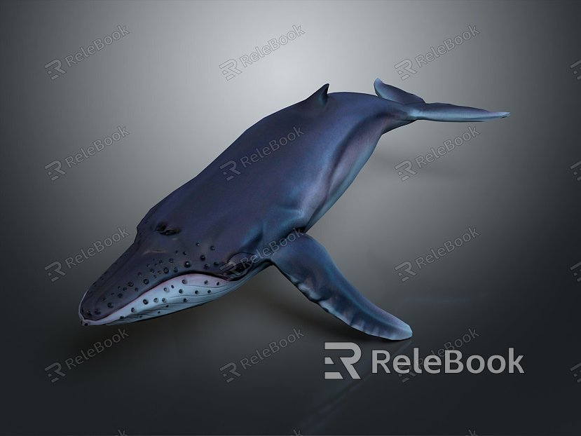 whale cartoon whale mammal marine mammal marine animal fish freshwater fish marine fish model