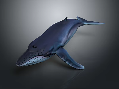 Realistic Blue Whale Aquatic Animal 3D Rendered Model Swimming In Dark Background 3d model