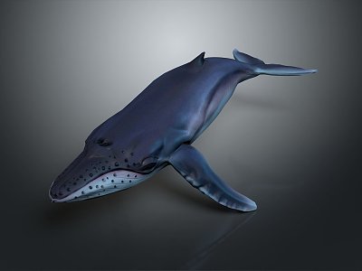 whale cartoon whale mammal marine mammal marine animal fish freshwater fish marine fish model