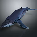Realistic Blue Whale Aquatic Animal 3D Rendered Model Swimming In Dark Background