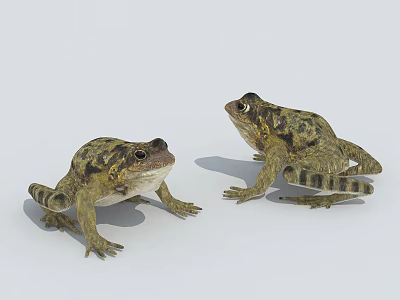Two Reptiles With Textured Skin Standing On Light Background Showing Natural Posture 3d model