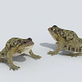 Two Reptiles With Textured Skin Standing On Light Background Showing Natural Posture