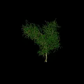 Evergreen Tree With Lush Green Foliage And Strong Brown Trunk In Isolated View