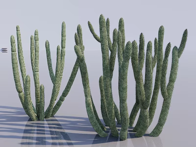 Green Succulent Cactus Plants With Long Branching Stems And Textured Surface On White Background 3d model