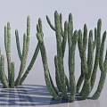 Green Succulent Cactus Plants With Long Branching Stems And Textured Surface On White Background