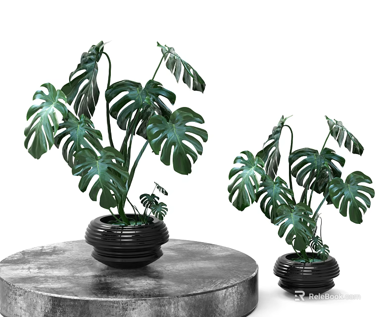 Bonsai Potted Monstera Plants With Large Green Leaves In Black Planters On Round Table 3d model 