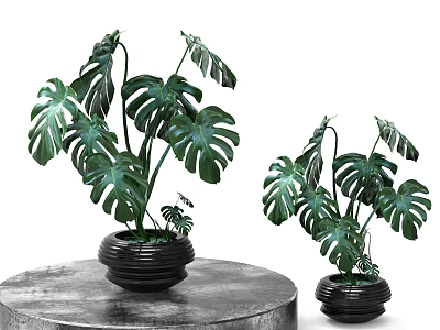 Bonsai Potted Monstera Plants With Large Green Leaves In Black Planters On Round Table 3d model