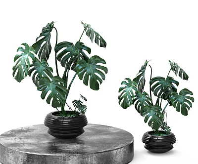 Bonsai Potted Monstera Plants With Large Green Leaves In Black Planters On Round Table 3d model
