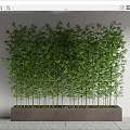 Tall Lush Green Bamboo Potted In Long Rectangular Planter Against White Wall
