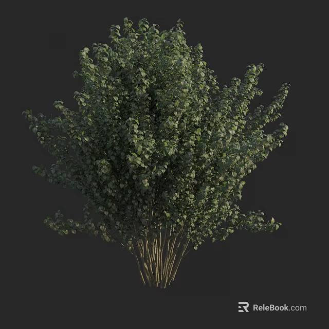 Lush Green Arbor Tree with Dense Foliage and Multiple Trunks for Landscape Use 3d model