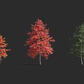 Three Arbor Trees with Orange Red Green Lush Foliage and Upright Trunks