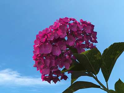 Pink Hydrangea Flower With Green Leaves Against Blue Sky Background 3d model