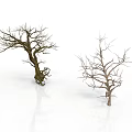Two Dry Leafless Trees With Bare Branches And Twisted Trunks 3d model