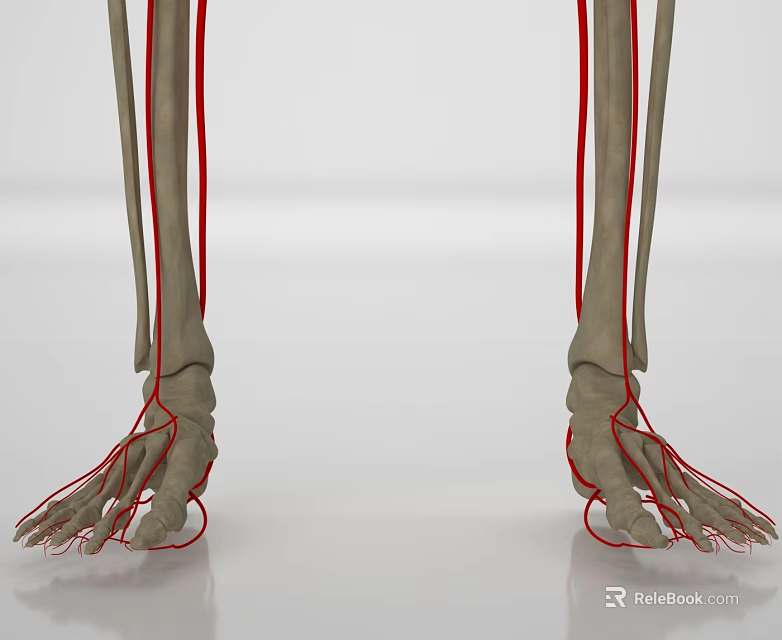 Human Head Skull Anatomy with Red Blood Vessels and Bone Structure Visualization 3d model