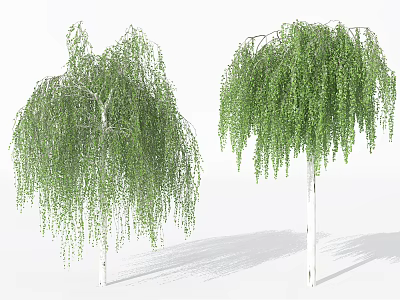 Two Weeping Willow Arbors With Lush Green Hanging Branches And White Trunks 3d model