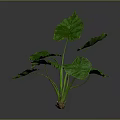Green Leaf Plant With Large Leaves Green Stems And Brown Soil In Gray Background