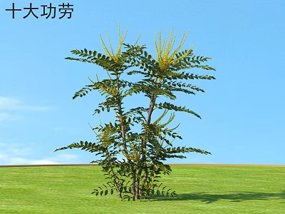 Mahonia Fortunei Shrub with Feathery Leaves and Yellow Flower Spikes in Green Grass 3d model