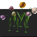 Blooming Multicolored Tulips with Green Stems and Leaves on Black Background