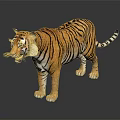 Realistic 3D Tiger Model With Striped Fur Standing Pose On Dark Background And Reflection 3d model