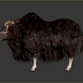 Muskox With Long Brown Fur And Large Curved Horns On Dark Background
