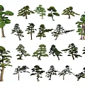 Diverse Decorative Plant Combinations With Various Tree Shapes And Lush Green Foliage