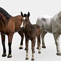 Three Horses Including Brown Adult Foal And White Stallion Standing Together