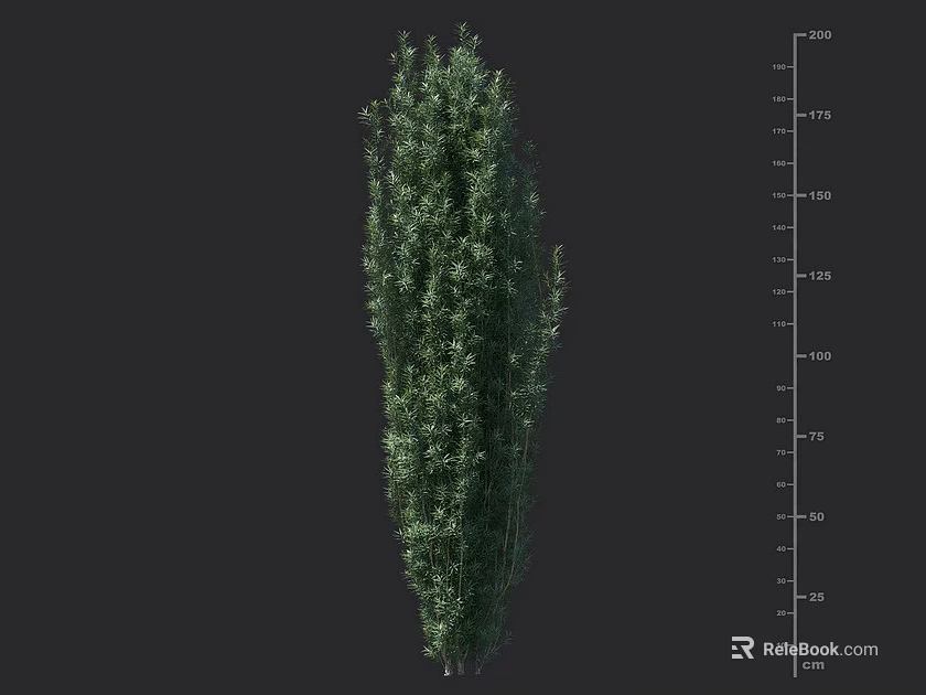 Green Shrub with Height Measurement Scale in 3D Rendering Showing Detailed Structure 3d model
