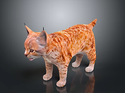 Lynx Kitten With Striped Orange Fur And Black Ear Tufts Standing On Reflective Surface 3d model