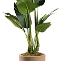 Indoor Potted Plants With Large Green Leaves In Brown And White Ceramic Pots