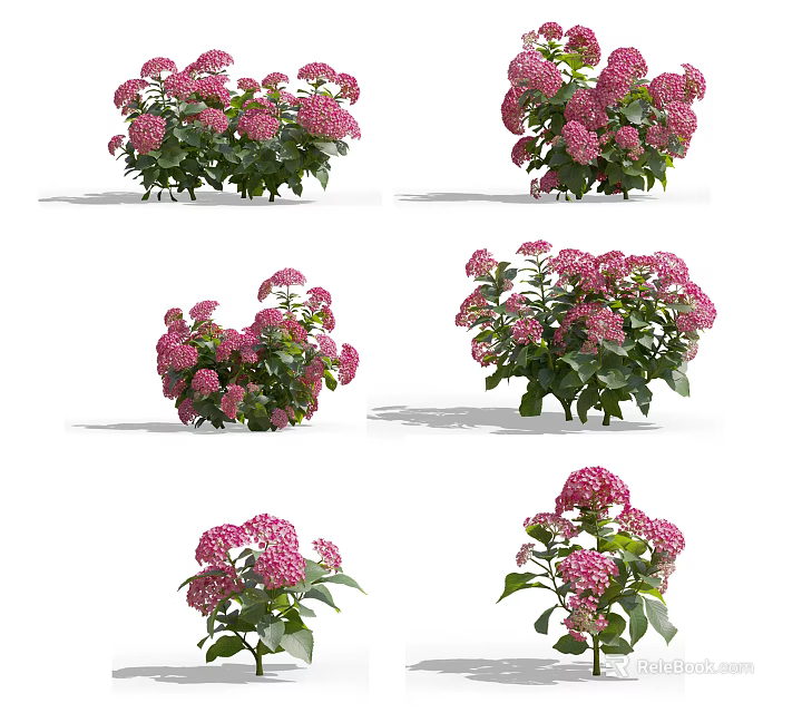 Fresh Pink Hydrangea Flowers With Green Leaves In Various Positions 3d model 