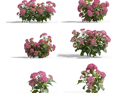 Fresh Pink Hydrangea Flowers With Green Leaves In Various Positions 3d model